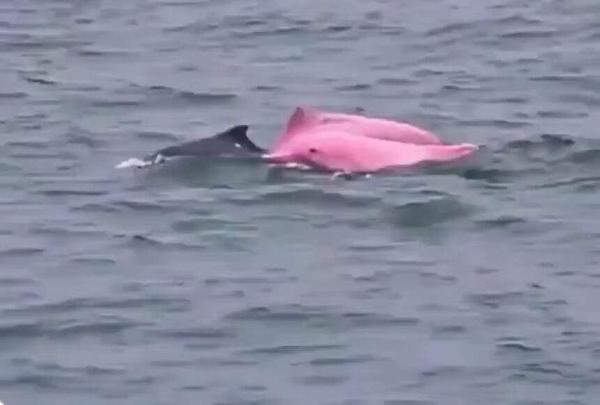 pink dolphin oman coast video
