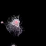 The “Immortal” Jellyfish That Reverses Aging Could Hold Clues to Human Rejuvenation