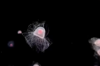 The “Immortal” Jellyfish That Reverses Aging Could Hold Clues to Human Rejuvenation
