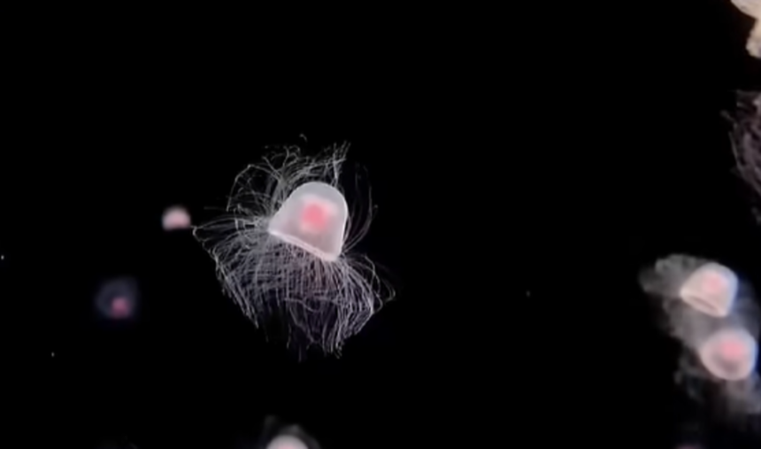 The “Immortal” Jellyfish That Reverses Aging Could Hold Clues to Human Rejuvenation