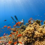 Nearly all coral reefs risk collapse in 50 years: IUCN