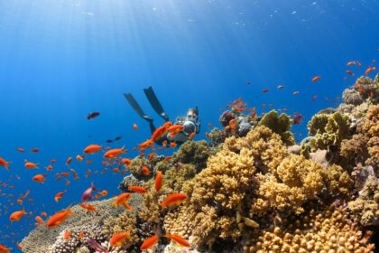 El Nino a 'terrifying' threat to coral reefs: UN biodiversity expert